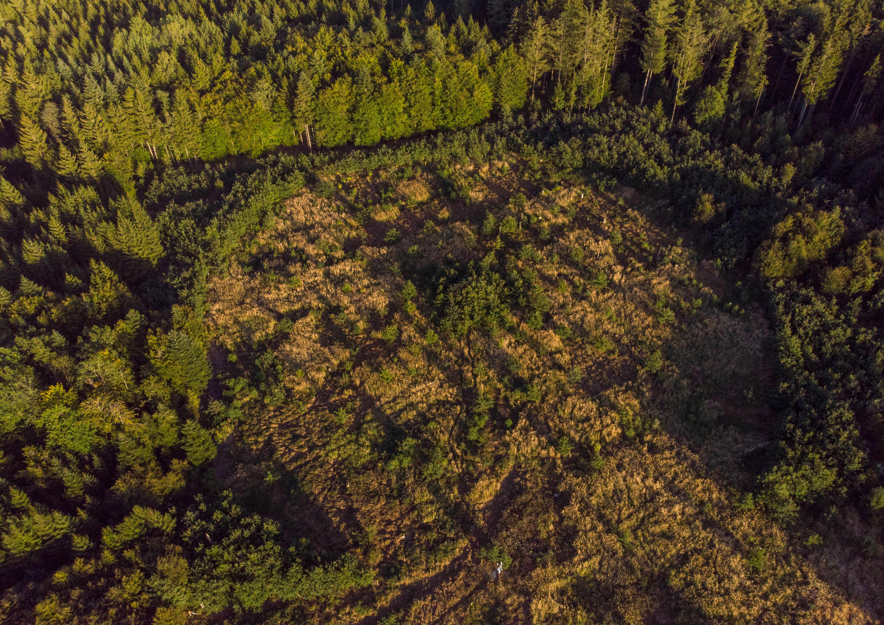 International Oak Forest Project: Kösching research area close to the Audi site in Ingolstadt - The international research project on oak forests is one of the first projects funded by the Audi Environmental Foundation. Among other things, it is dedicated...
