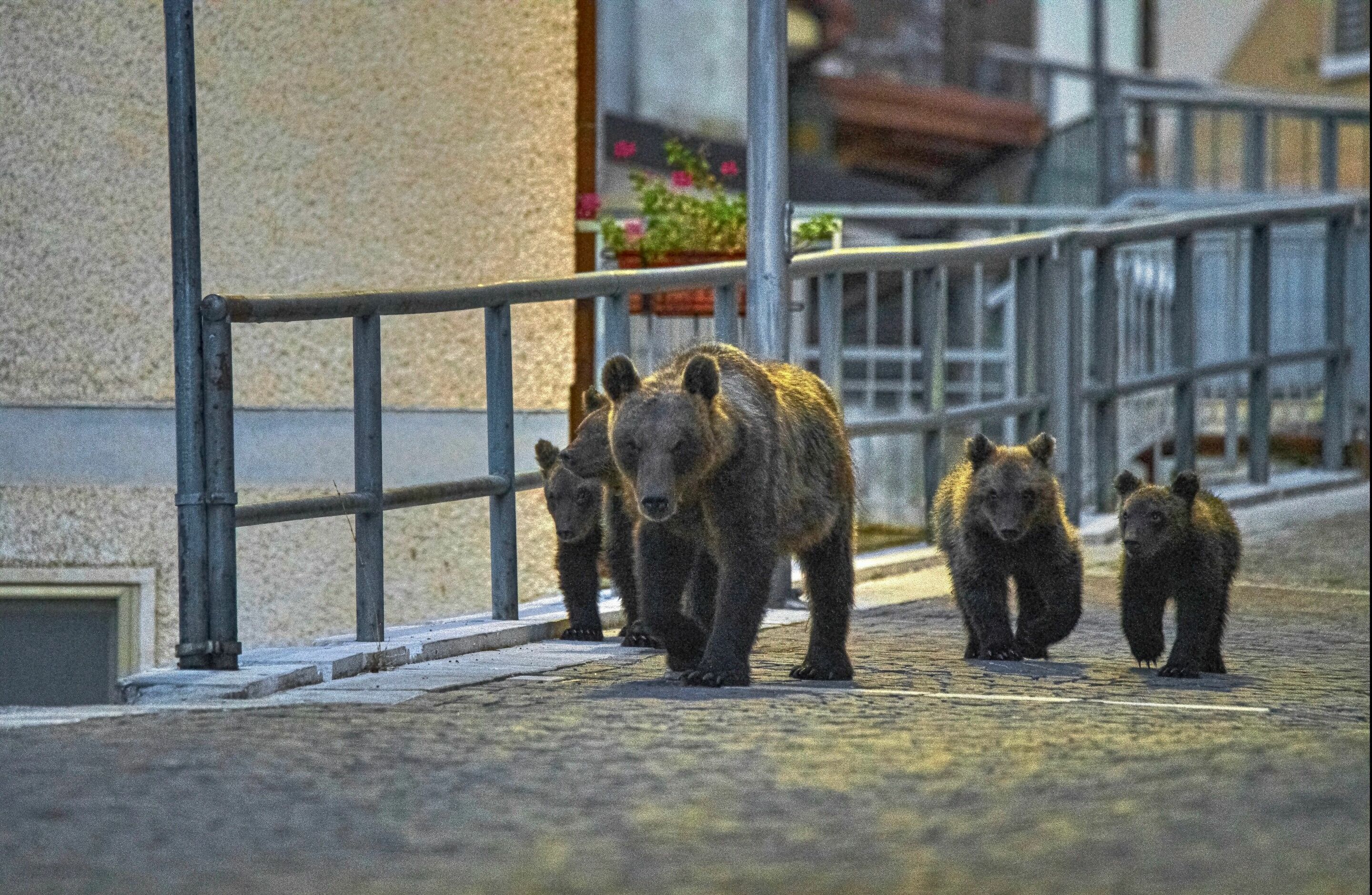 Audi-Umweltstiftung fördert NaturVision Filmfestival: Siegerfilm „My Neighbour is a Bear“ - Um die tierischen Nachbarn sorgen sich die Dorfbewohner_innen schon seit vielen Jahren.