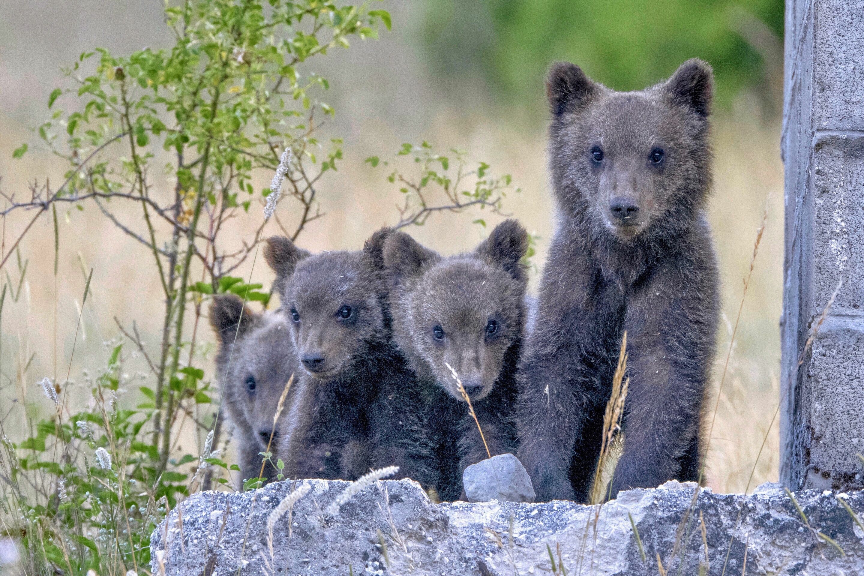 Audi-Umweltstiftung fördert NaturVision Filmfestival: Siegerfilm „My Neighbour is a Bear“ - Szene aus dem Film „My Neighbour is a Bear“ von Mattia Cialoni