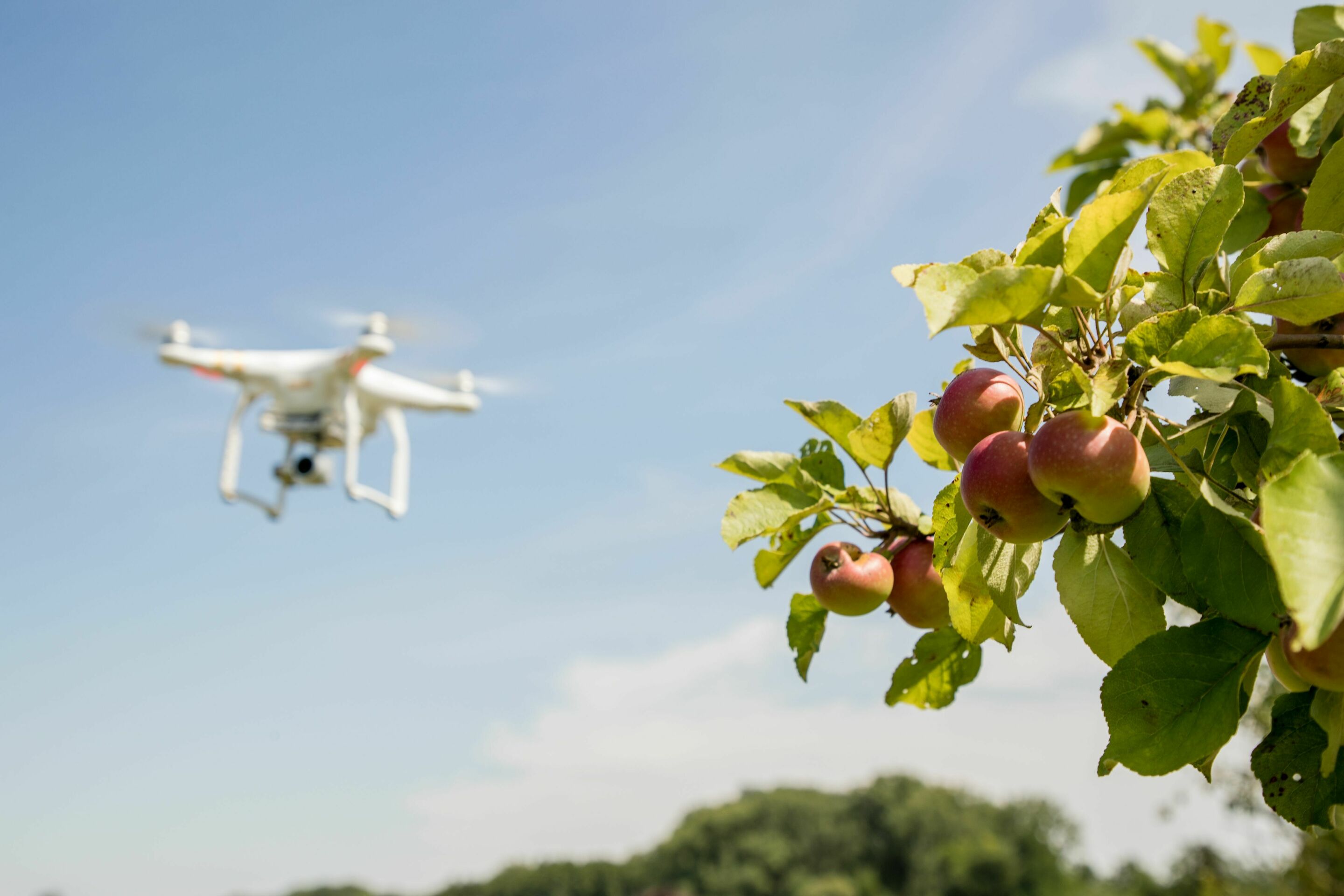Drones for environmental protection: monitoring of meadow orchards successfully completed - Research drones have been flying over the meadow orchards of the municipality of Bad Schönborn since 2018. They’re controlled by geographers from the Heidelberg...