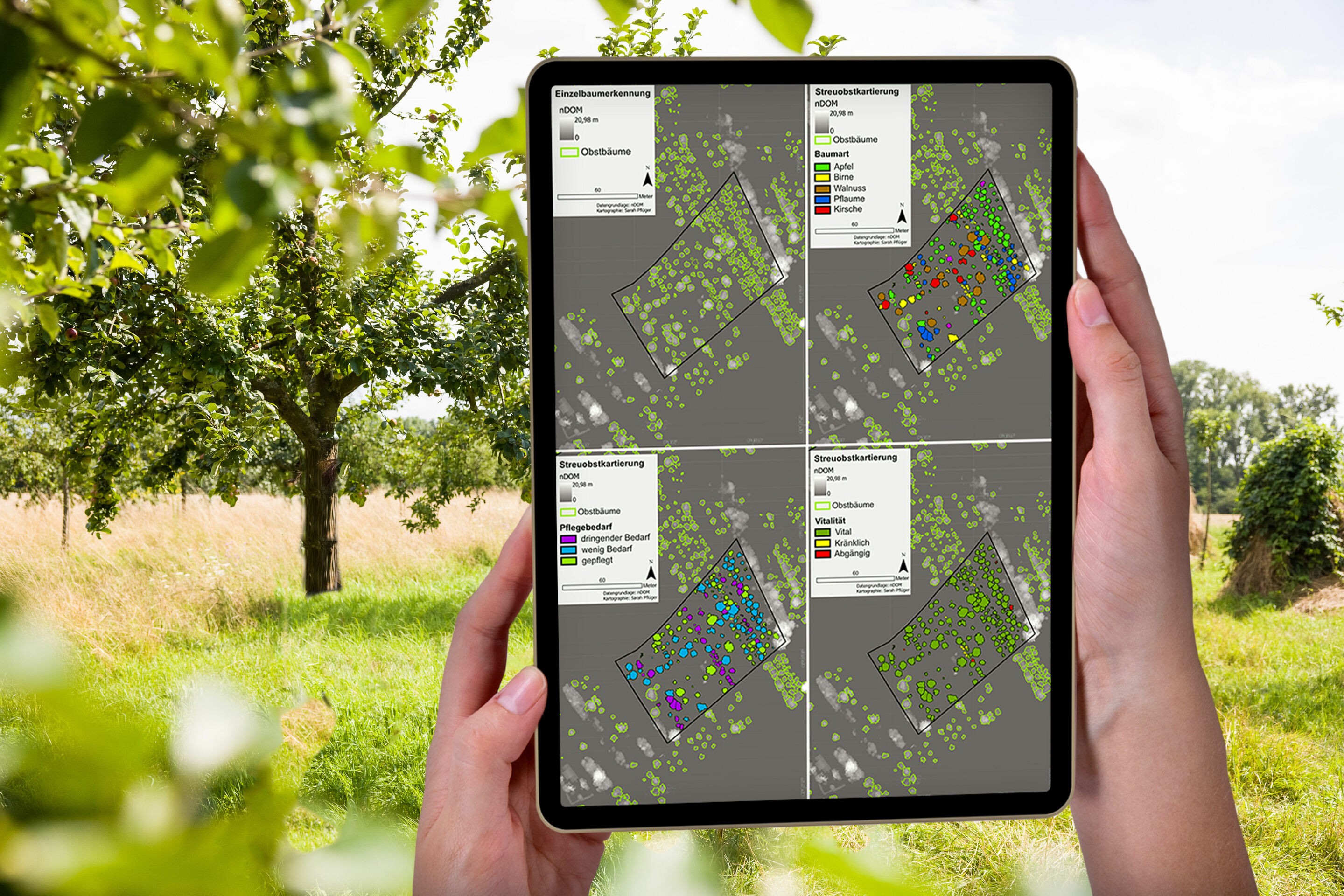 Drones for environmental protection: monitoring of meadow orchards successfully completed - The results of the orchard mapping graphically depict the types of trees, their vitality levels and their care needs. (© Heidelberg University of Education)