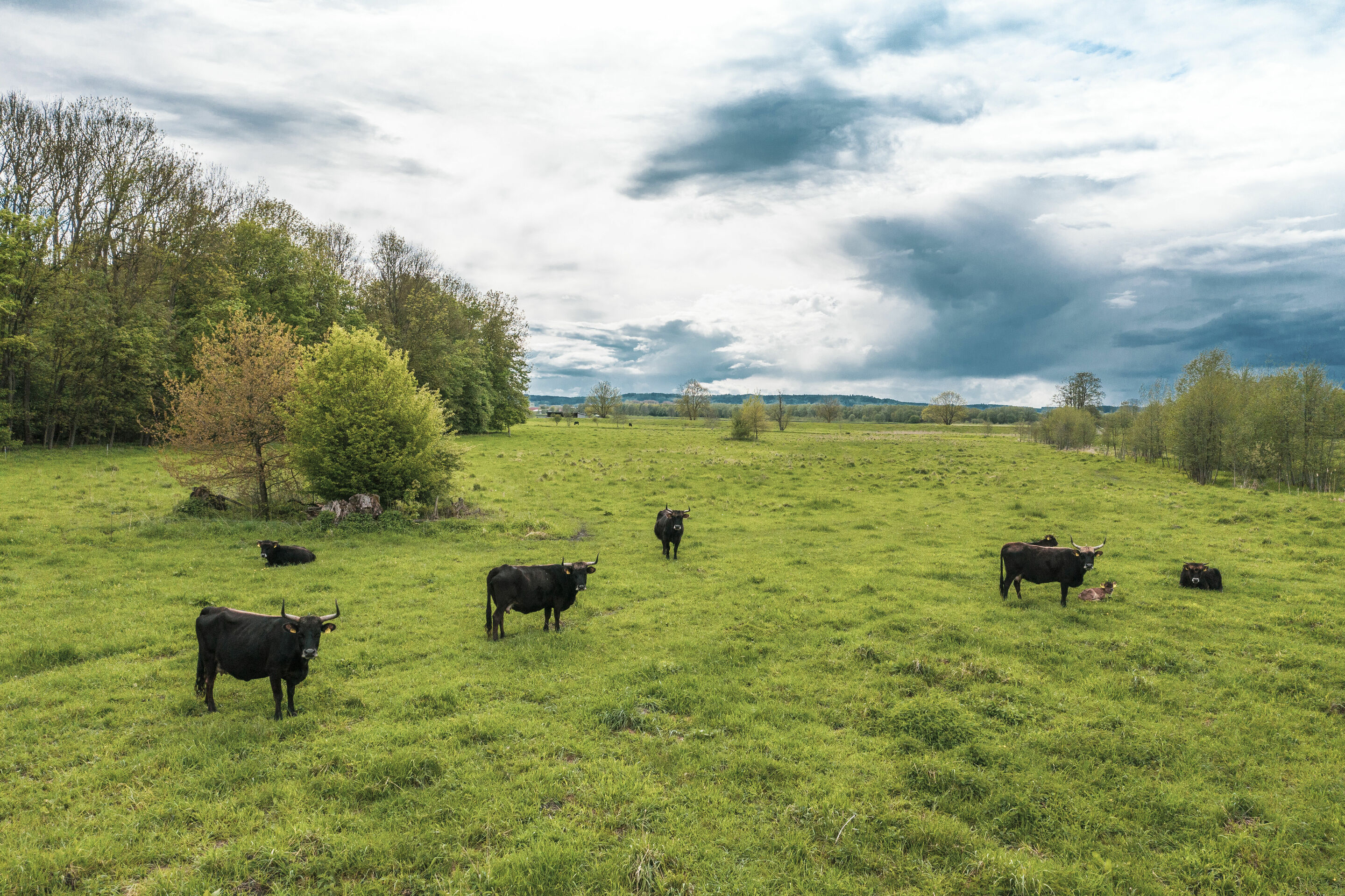 Peatland protection through climate certificates - The feasibility study CO2-regio, funded by the Audi Environmental Foundation, investigated how measures for rewetting in Bavaria’s largest fen, the Donaumoos, could be reconciled with the needs of local...