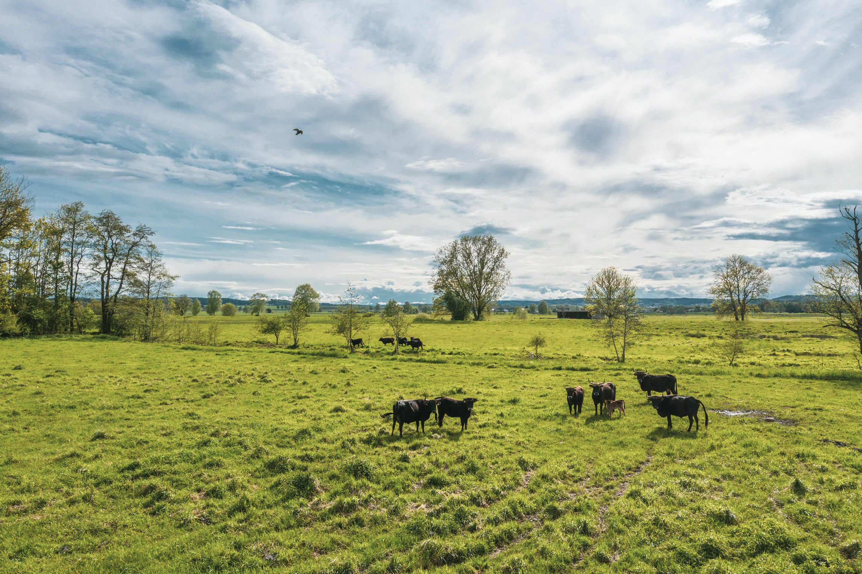 Peatland protection through climate certificates - The feasibility study CO2-regio, funded by the Audi Environmental Foundation, investigated how measures for rewetting in Bavaria’s largest fen, the Donaumoos, could be reconciled with the needs of local...