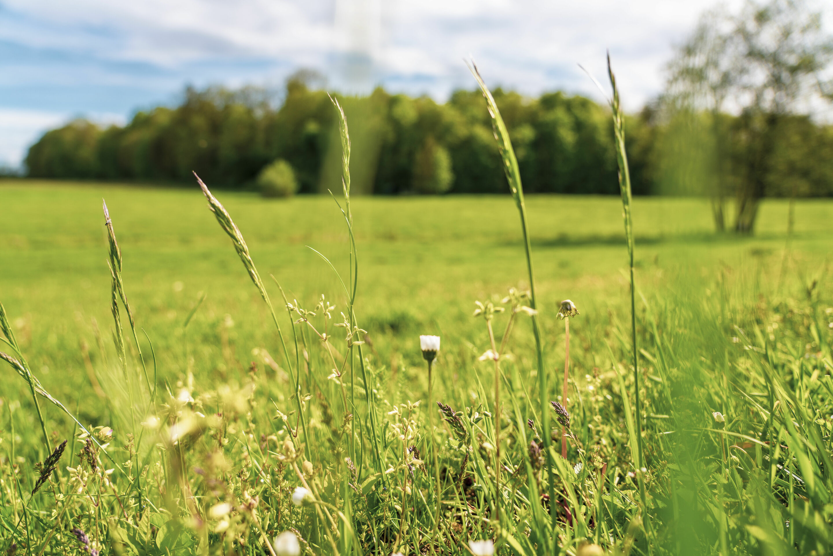 Peatland protection through climate certificates - The feasibility study CO2-regio, funded by the Audi Environmental Foundation, investigated how measures for rewetting in Bavaria’s largest fen, the Donaumoos, could be reconciled with the needs of local...