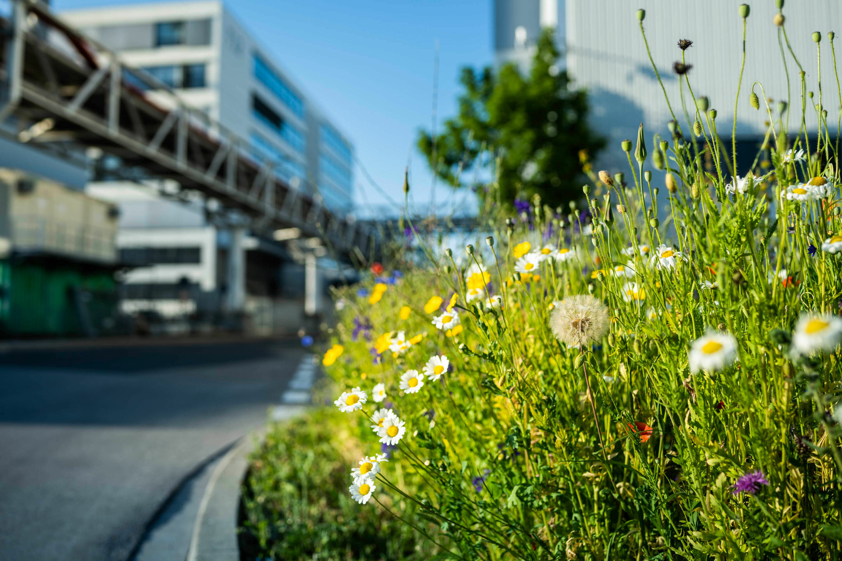 Artenvielfalt erhalten - Auf dem Werksgelände in Ingolstadt wandeln Mitarbeitende geeignete Rasenflächen Stück für Stück in Wildblumenwiesen um.