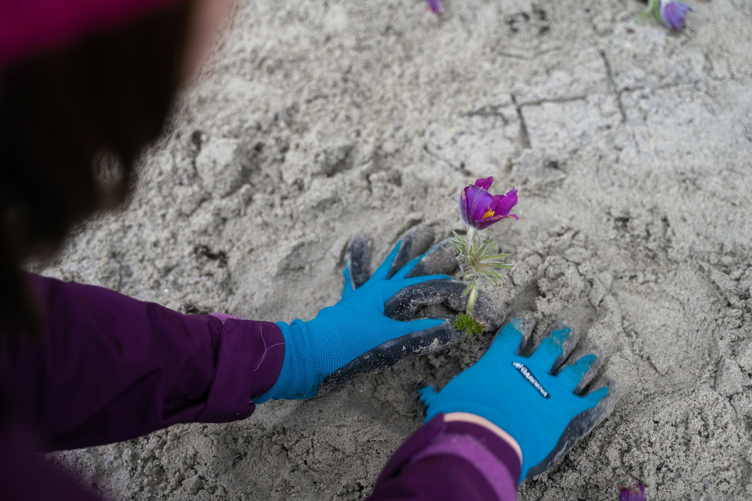 Artenvielfalt erhalten - Audianer_innen bepflanzten im Rahmen eines Abteilungsworkshops auf dem Werksgelände eine 500 Quadratmeter große Fläche mit 5.000 regionaltypischen Wildstauden.