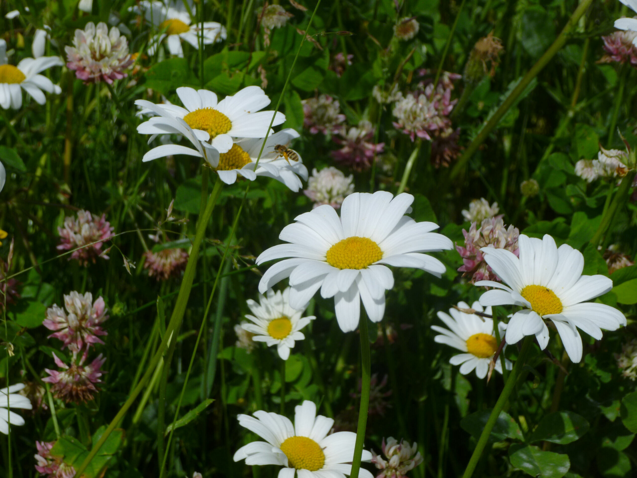 Artenvielfalt erhalten - Am Standort Neuburg konnten sich dank der Verbesserung des Lebensraums 94 Wildbienen-Arten ansiedeln.