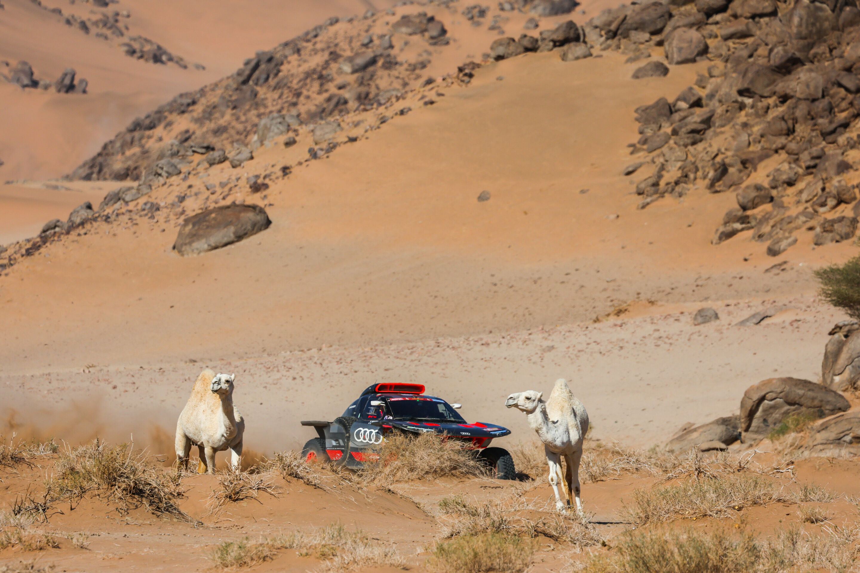 Rallye Dakar 2024 - Audi RS Q e-tron #202 (Team Audi Sport), Stéphane Peterhansel/Edouard Boulanger