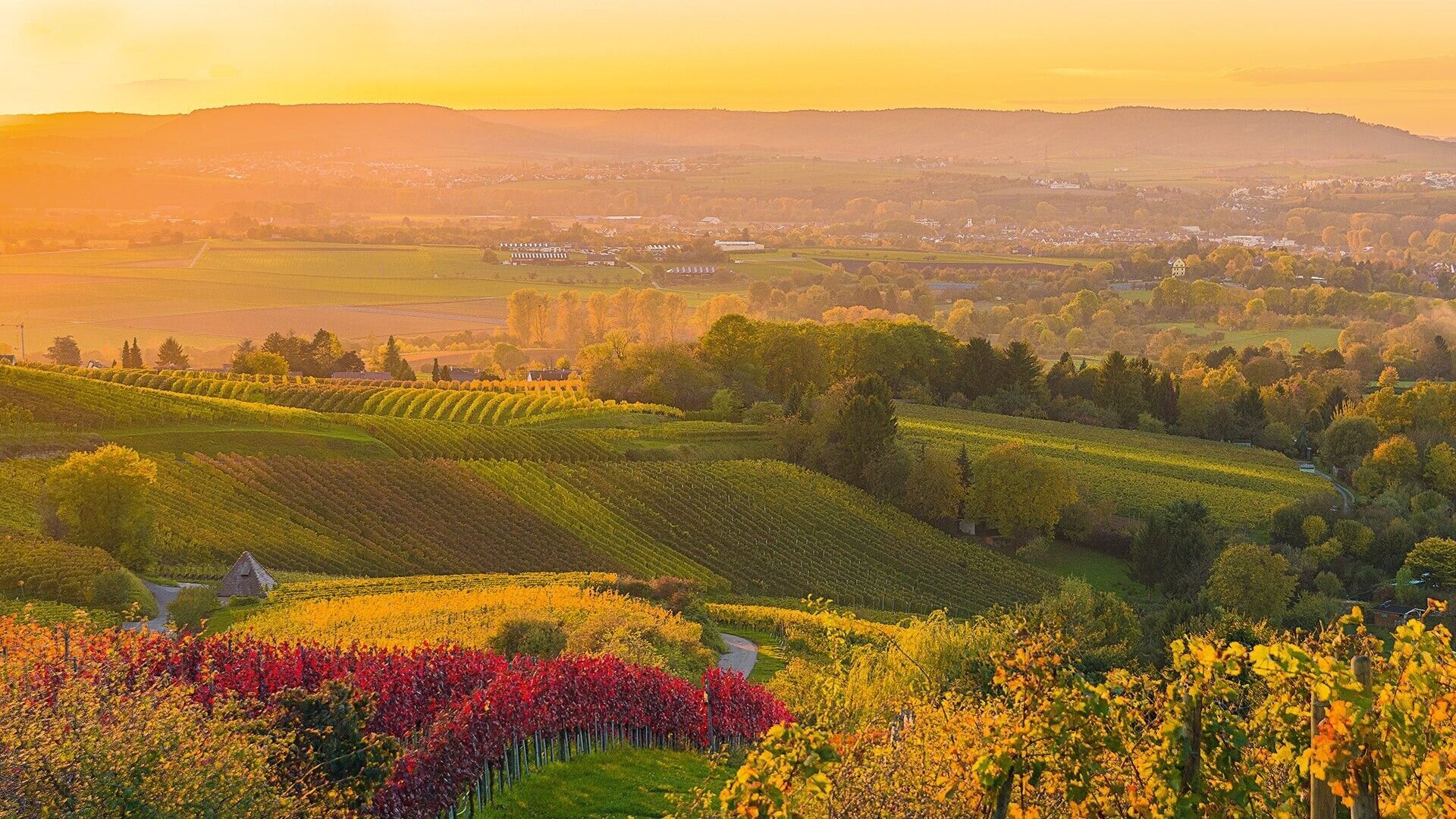 Viele Felder mit Blumen, Pflanzen und Bäumen