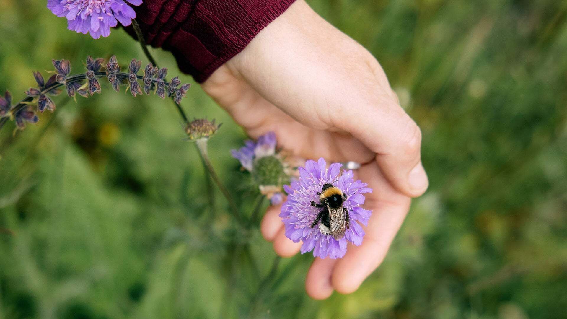 A bumblebee sits on a flower, which is held protectively by a hand. 