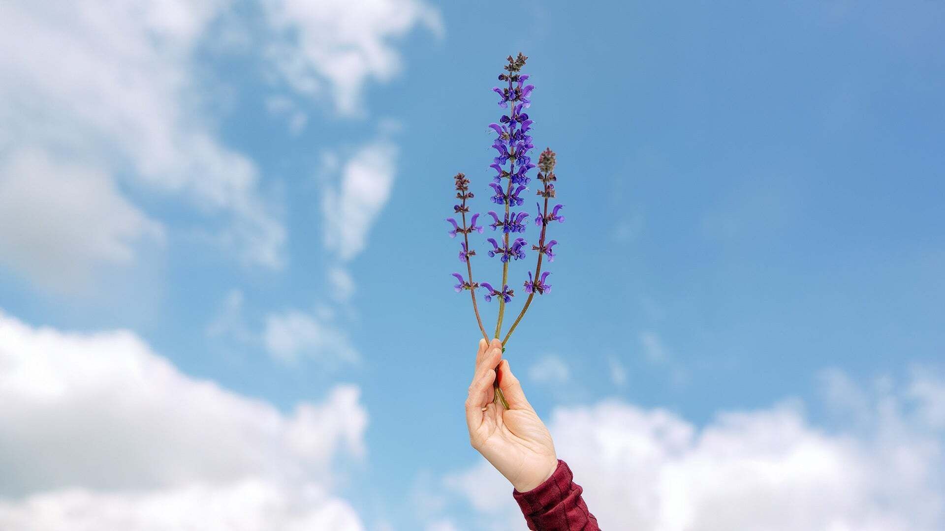 One hand holds a few stalks of wild sage with blue-violet flowers. 