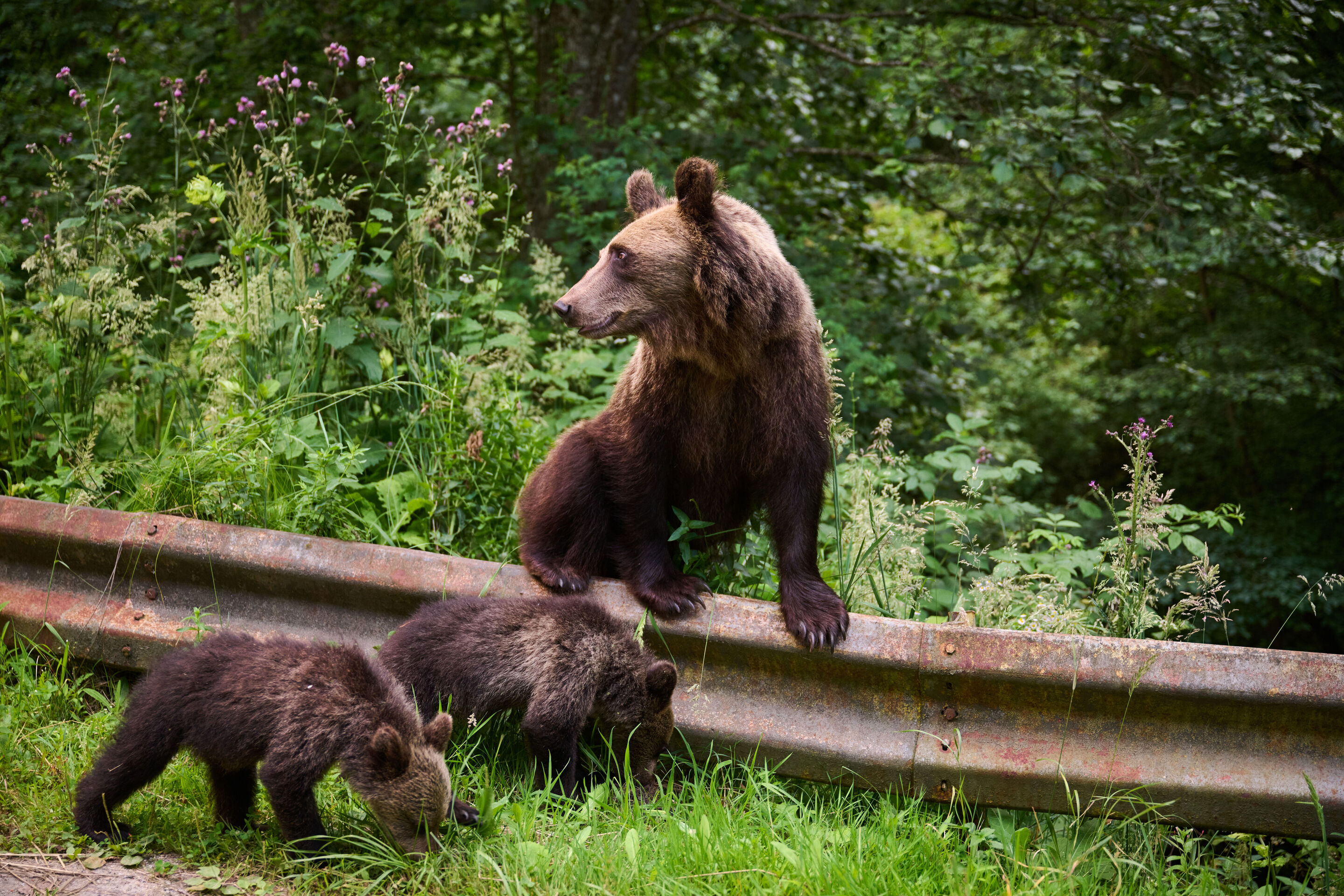Electric Escape: Through the Carpathians in the Audi e-tron GT - Encounters with local wildlife highlight the close connection between nature and the road.
