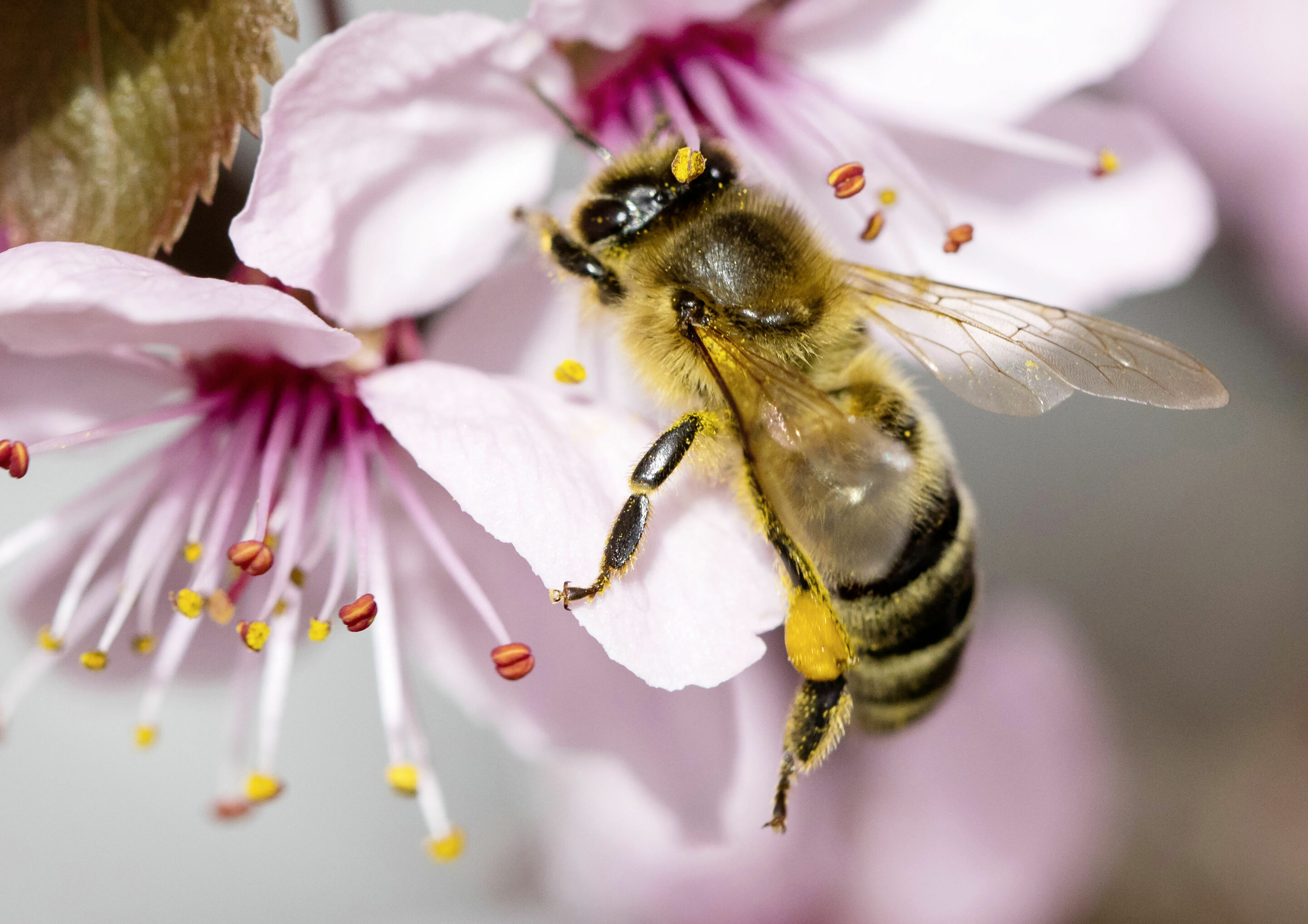 Audi Environmental Foundation: starting signal for “Smart HOBOS” high-tech beehive - With the worldwide unique “Smart HOBOS” (HOneyBee Online Studies) project, the Audi Stiftung für Umwelt GmbH (Audi Environmental Foundation) and the Julius Maximilians...