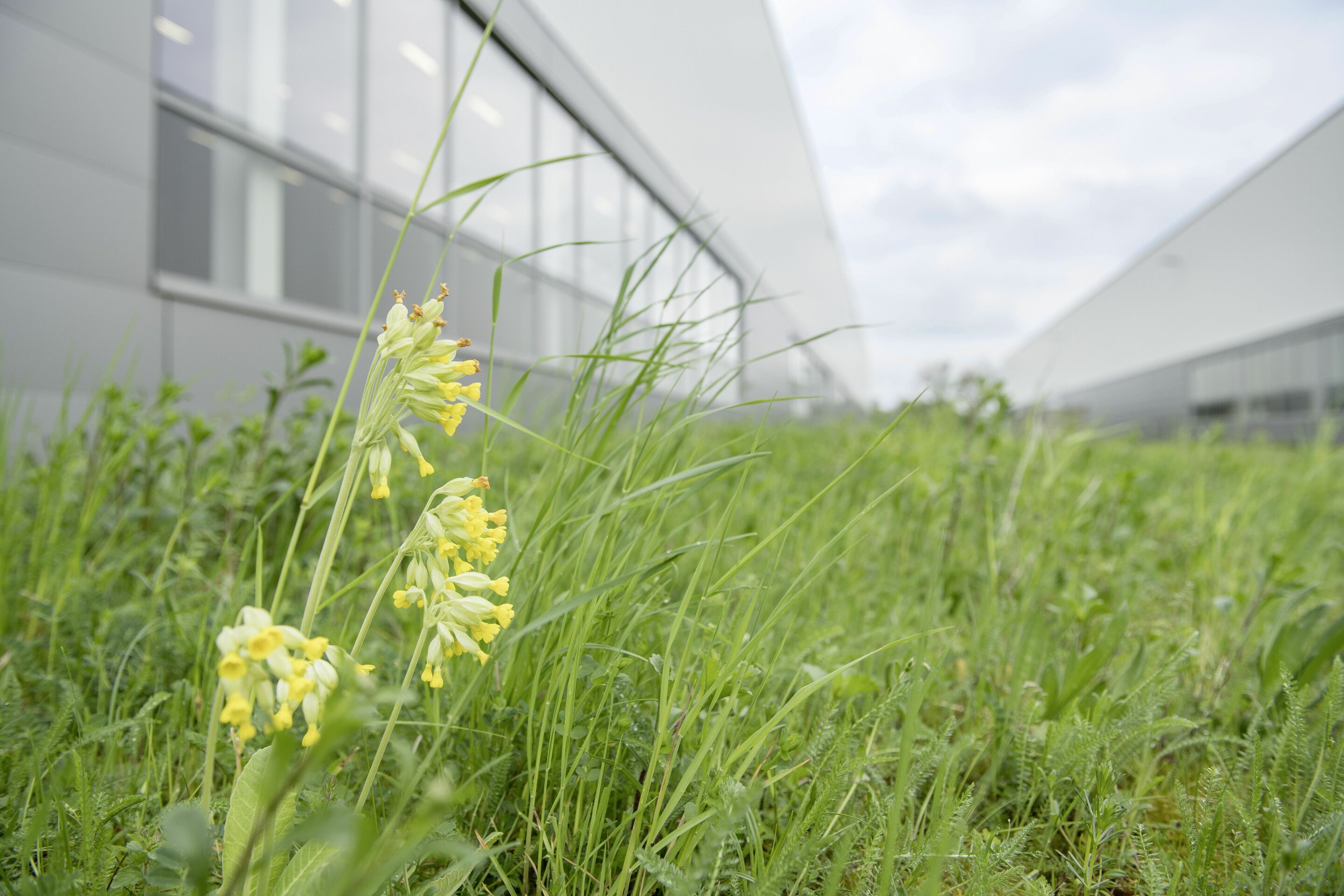 Audi schafft auf 17 Hektar Werkgelände naturnahen Lebensraum für Tiere und Pflanzen - Biodiversität bei Audi: Himmelschlüssel (Primula veris) auf den Magerwiesen vor den Werkhallen in Münchsmünster.
