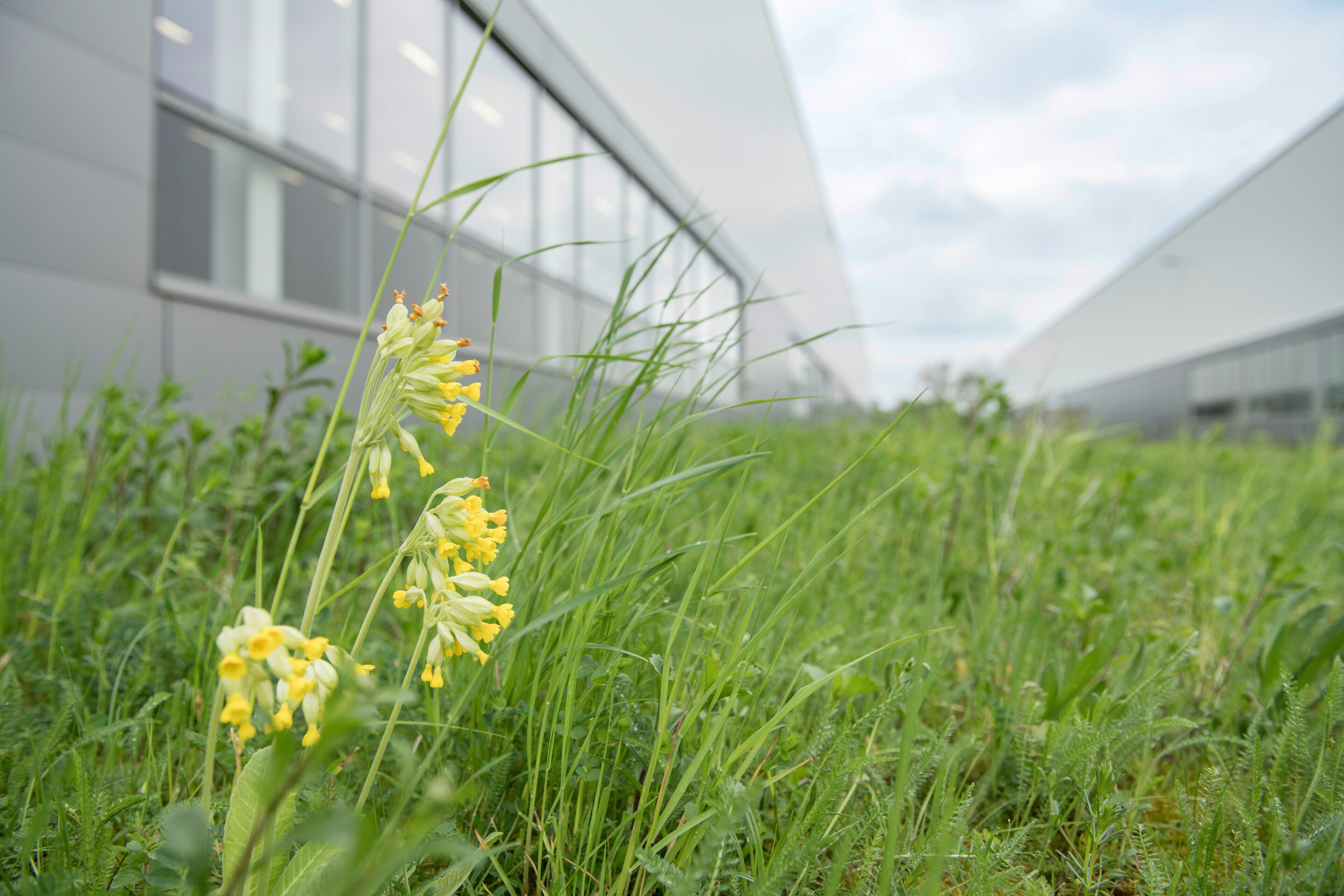 Audi erhält Auszeichnung für Biodiversitätsprojekt am Standort Münchsmünster - Himmelschlüssel-Blumen auf den Magerwiesen vor den Werkhallen