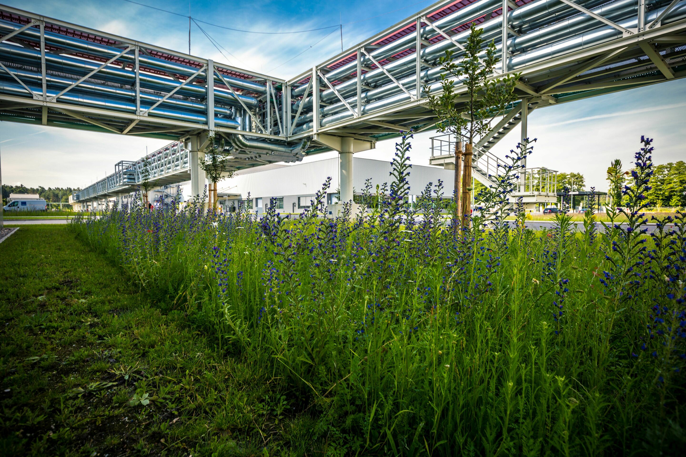 Audi erhält Auszeichnung für Biodiversitätsprojekt am Standort Münchsmünster - Wildblumenwiesen auf dem Werkgelände, unter anderem mit dem blauen Natternkopf